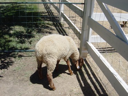 California Red Sheep Ram lamb XC Magic Man photo 1