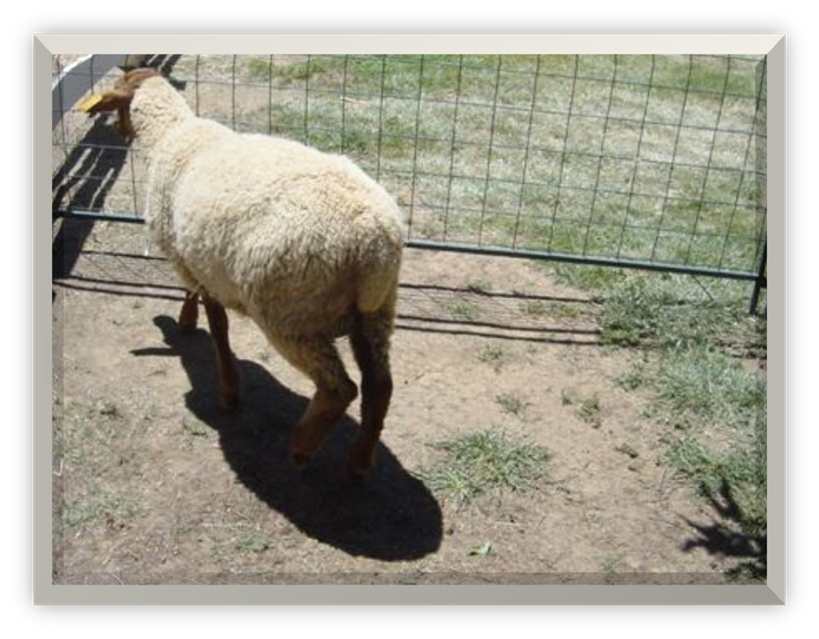 California Red Sheep Ram Lamb XC Magic Man