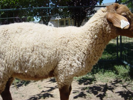 California Red Sheep Ram lamb XC Magic Man photo 3