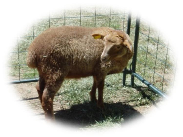 California Red Sheep Ram Lamb XC Marcus photo 1