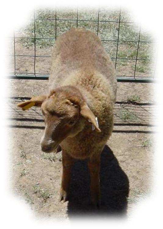 California Red Sheep Ram Lamb XC Marcus photo 2