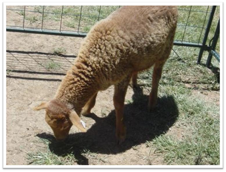 California Red Sheep Ram Lamb XC Marcus photo 3