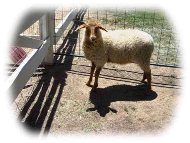 California Red Sheep Ewe Lamb XC Rosie photo 1