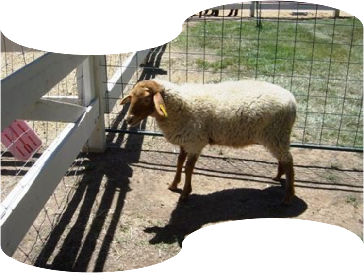 California Red Sheep Ewe Lamb XC Rosie