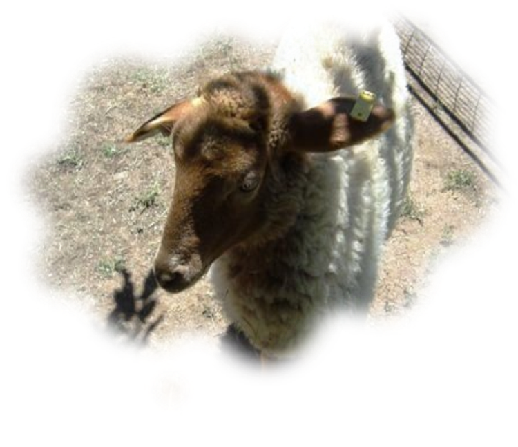 California Red Sheep Ewe Lamb XC Rosie photo 3