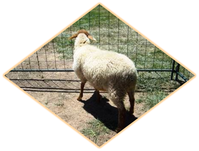 California Red Sheep Ewe Lamb XC Rosie photo 4