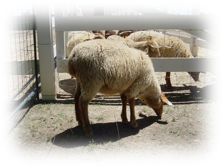 California Red Sheep Ewe -XC Wendy photo 1