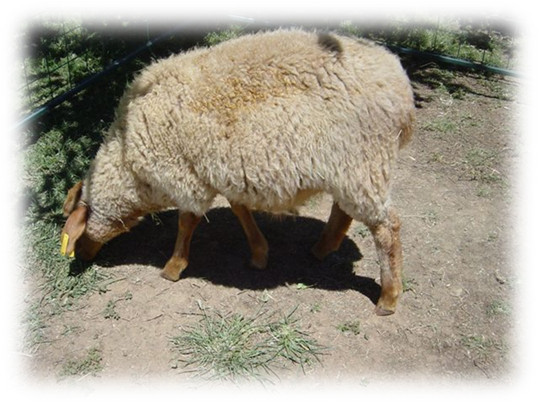 California Red Sheep Ewe - XC Wendy photo 3