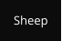 Sheep